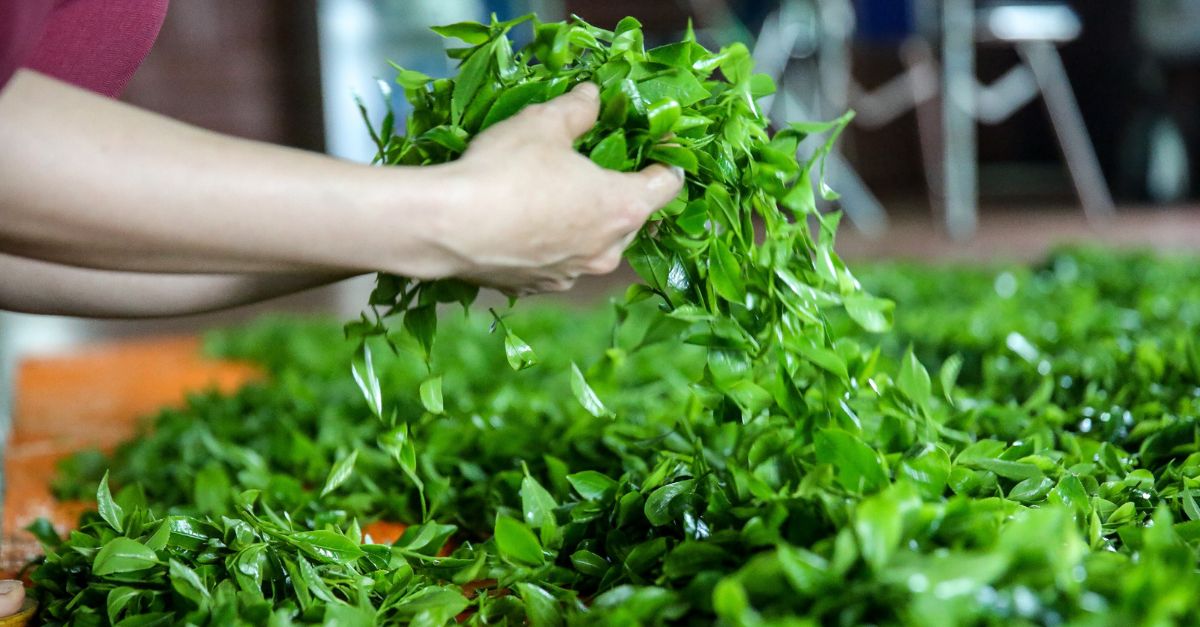 Hộp Trà Đặc Sản Thái Nguyên – HTX Tâm Trà Việt – Trà chuẩn VietGap Quy trình chế biến trà chuẩn Thái Nguyên Thái Nguyên