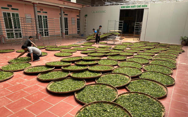 chế biến trà xanh htx tâm trà việt