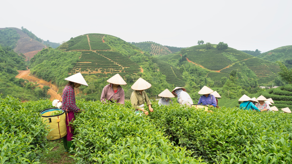 htx tâm trà việt_đại lý