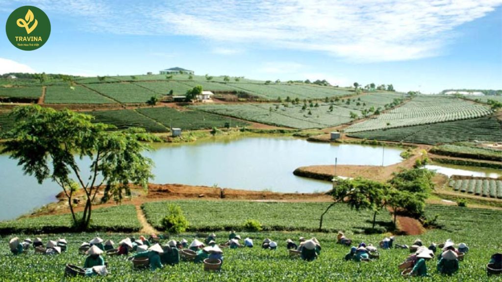 5 Lưu Ý Khi Pha Trà O Long Giữ Trọn Hương Vị Thơm Ngon