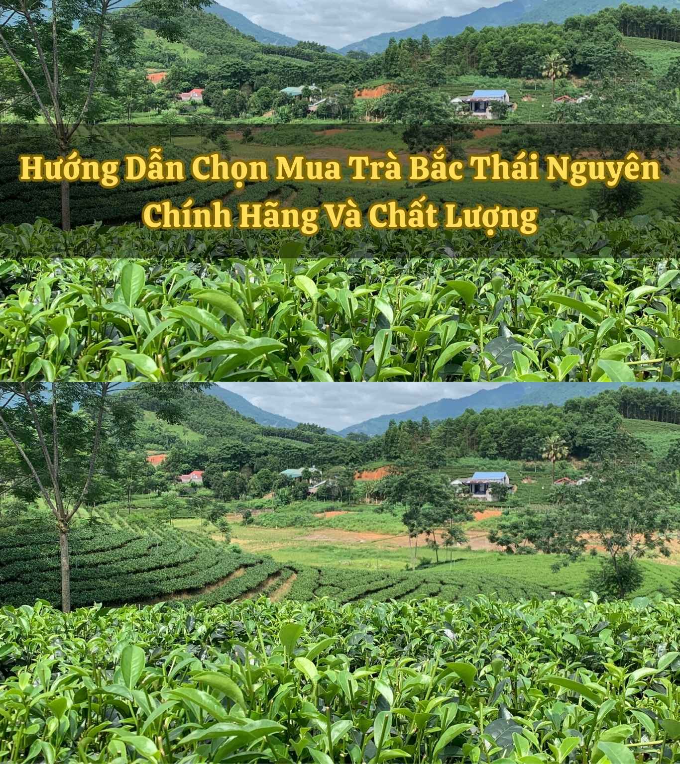 Vân Đài Loại Ngữ — Lê Quý Đôn Hướng Dẫn Chọn Mua Trà Bắc Thái Nguyên Chính Hãng Và Chất Lượng