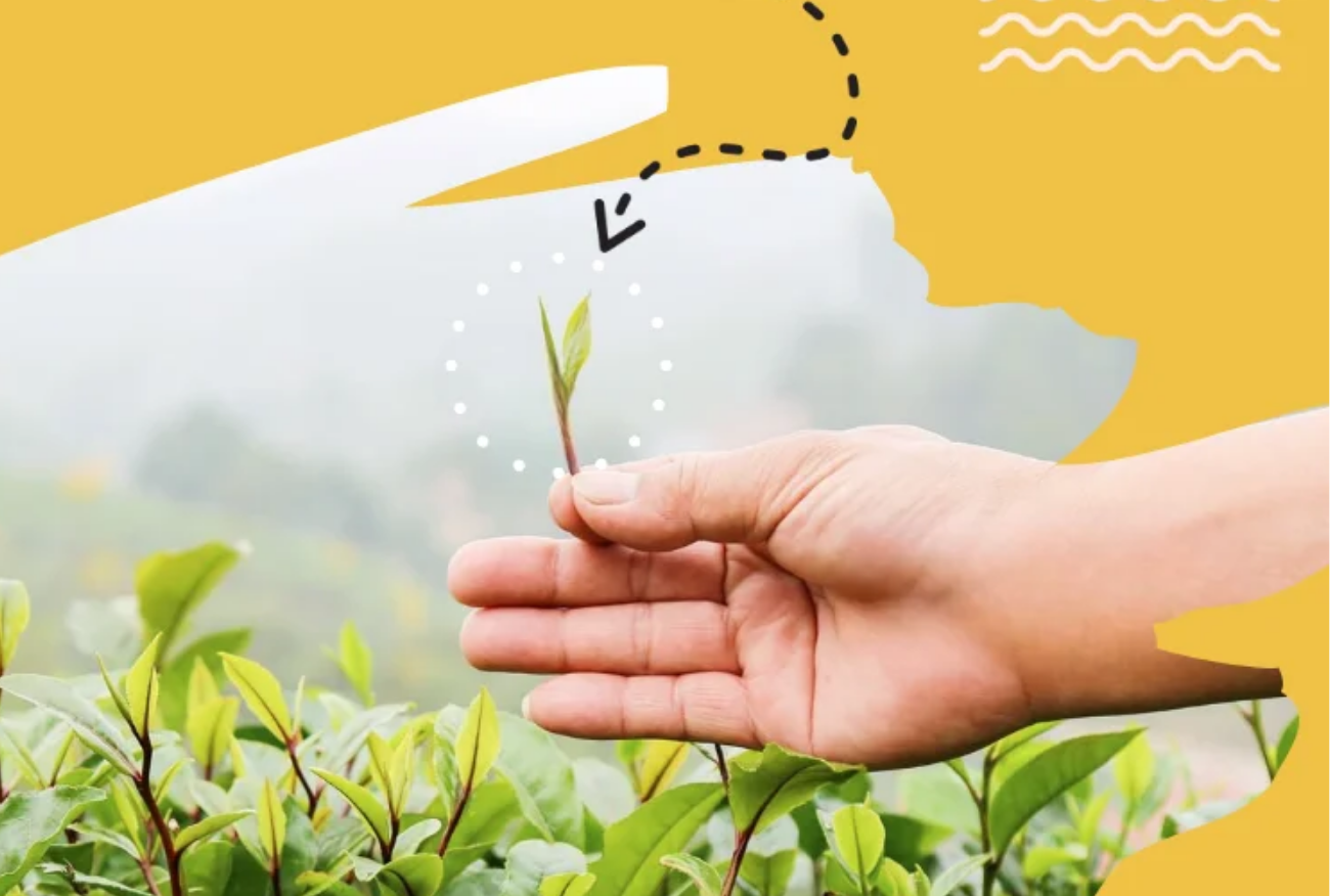 Trà Nõn Cánh Hạc – HTX Tâm Trà Việt – Trà Thái Nguyên chuẩn VietGap Bup che mot tom mot non hai tay tai vuon VietGAP