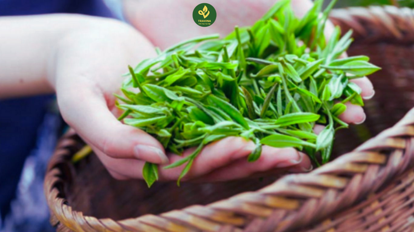 Infused: Adventures in Tea – Henrietta Lovell Trà sạch là gì (6) – Dựa vào đâu để biết là trà sạch? Cách nhận