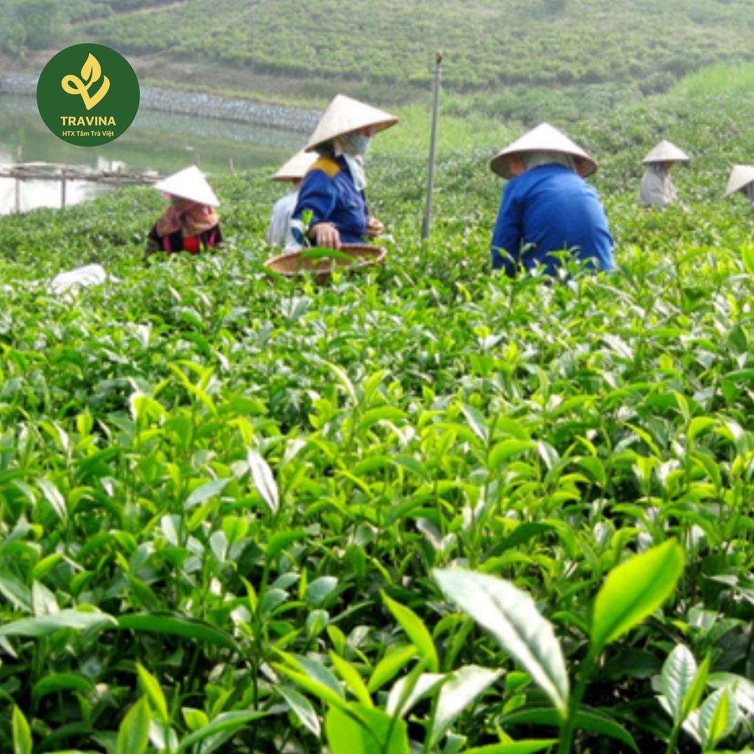 Bà con hái chè trên đồi chè Thái Nguyên thuộc vùng nguyên liệu của HTX Tâm Trà Việt