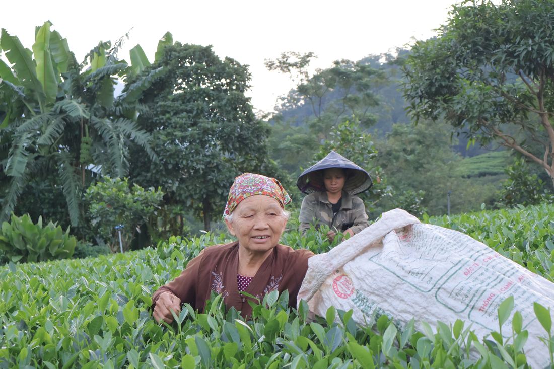 Mở đại lý trà Thái Nguyên ở Lai Châu: tỉnh xa nên tính theo chuyến, không tính theo cân Bà con hái chè bên bao tải đựng búp, nguồn hàng của đại lý trà Thái Nguyên