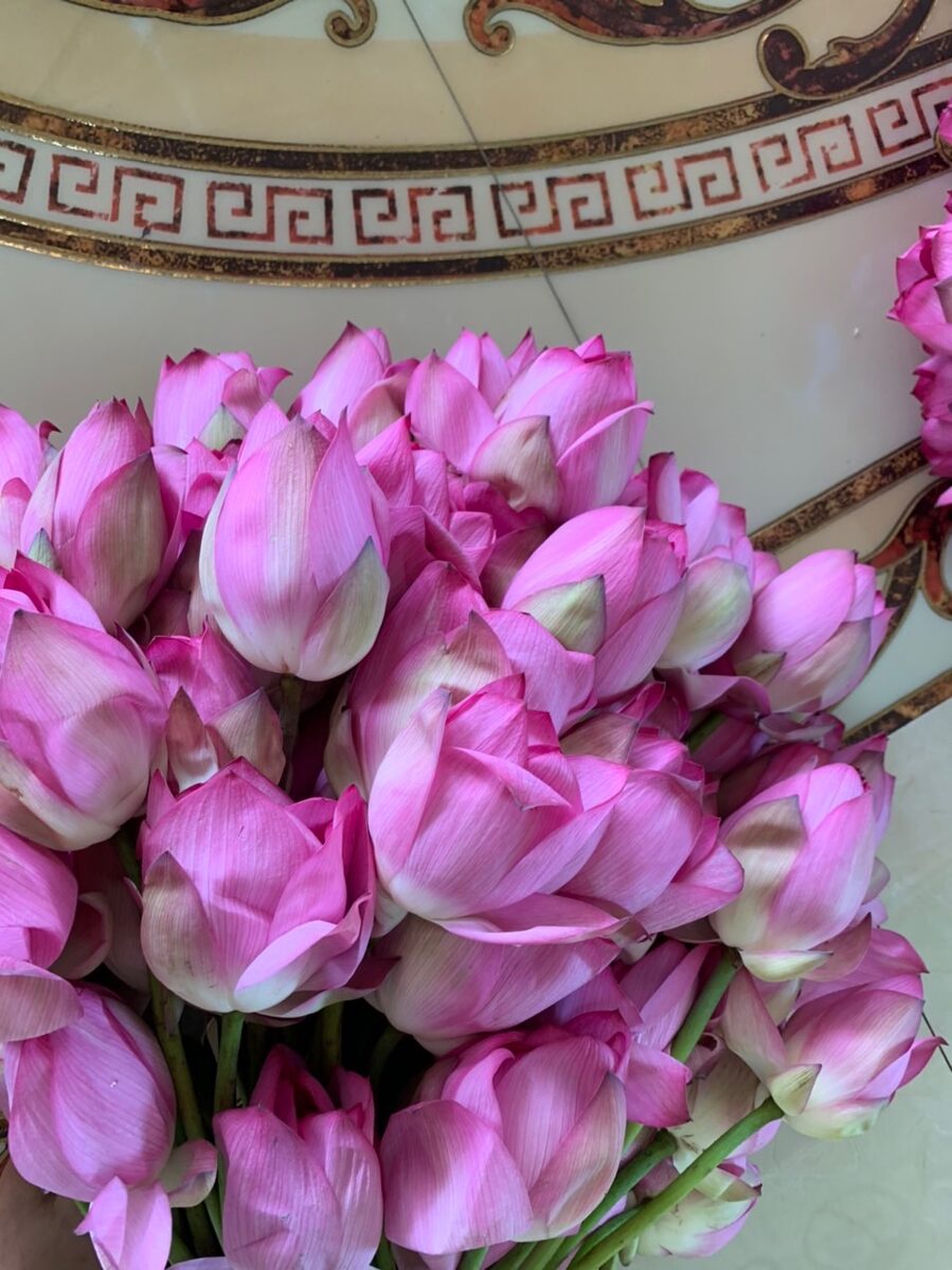 Bó hoa sen tươi để làm trà ướp hương sen