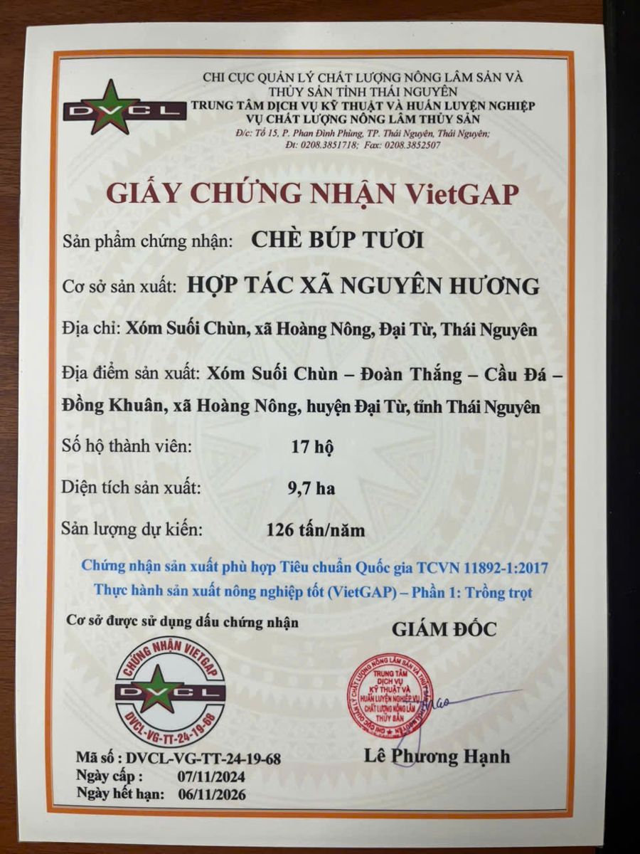 Trà Ô Long Đông Tam Đảo - Travina – Trà Thái Nguyên Cao Cấp Đạt Tiêu Chuẩn VietGap Giấy chứng nhận VietGAP chè búp tươi số DVCL-VG-TT-24-19-68