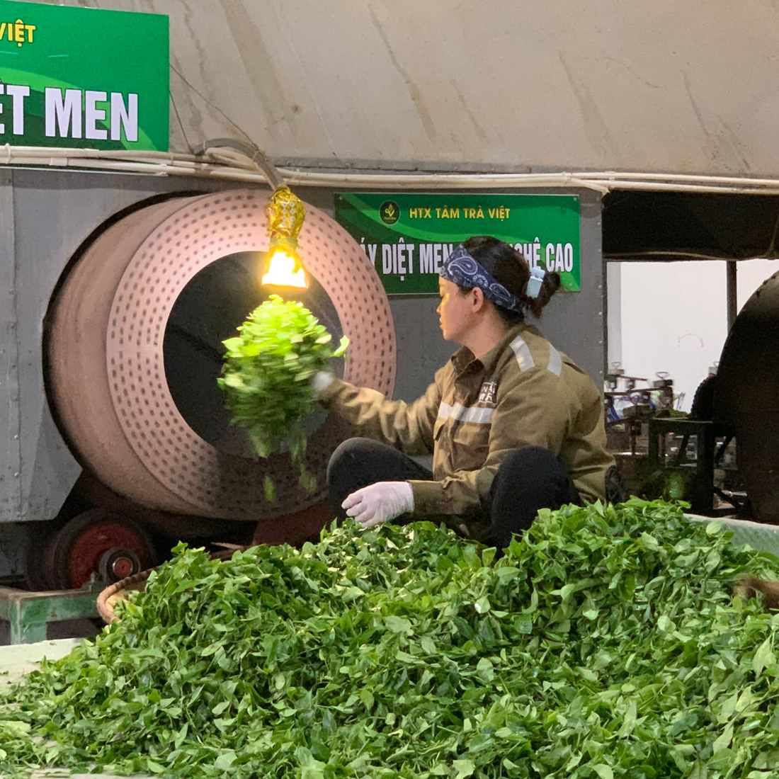 Công đoạn diệt men chè tươi tại xưởng, khâu mà trà thật trà giả khác nhau rõ nhất