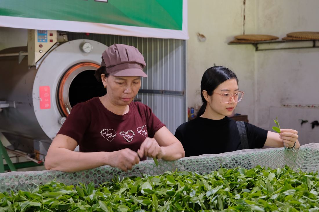 Mở đại lý trà Thái Nguyên ở Cao Bằng: vào trước khi cao tốc xong Công nhân đảo chè tươi bên tôn sao, khâu chế biến cho đại lý trà Thái Nguyên