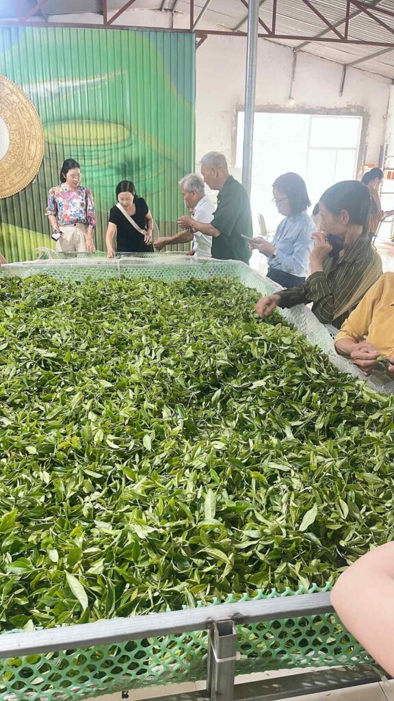 Dàn làm héo chè búp tươi tại cơ sở 2 của HTX Tâm Trà Việt ở Đồng Khuân, La Bằng
