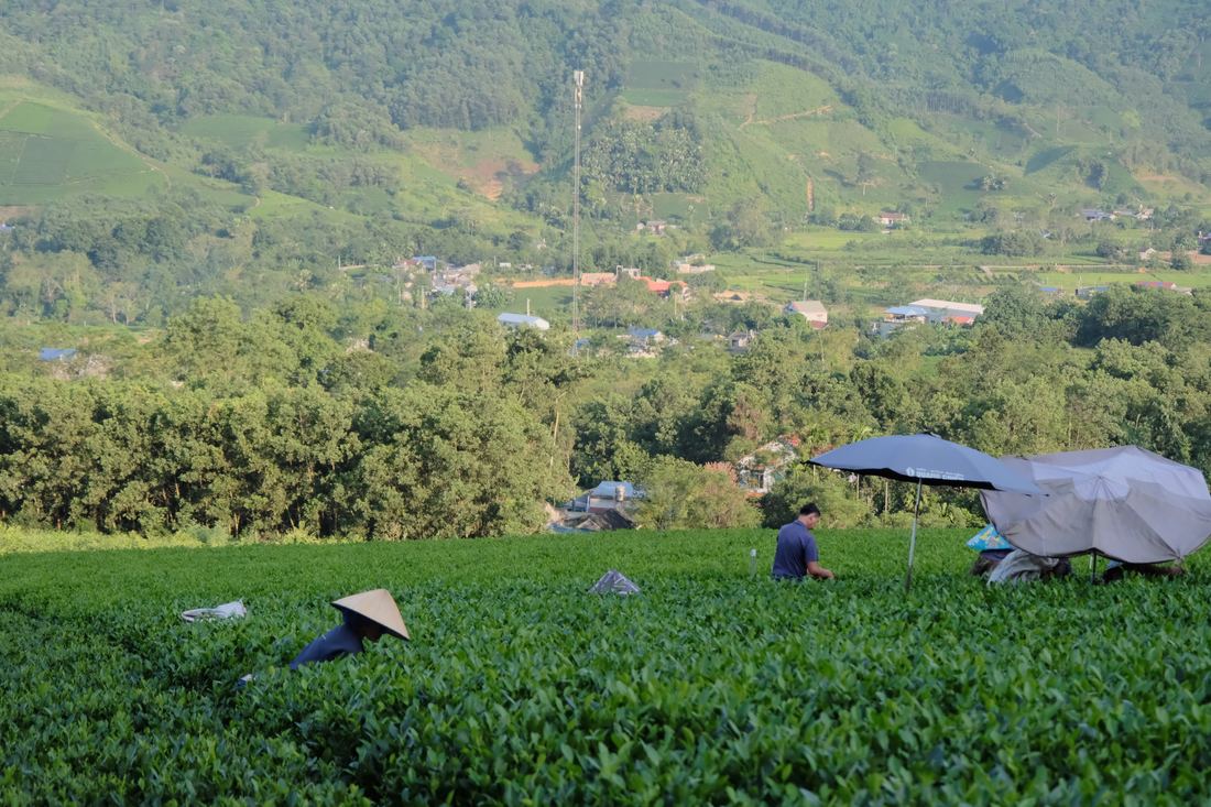 Trà nào vụ nấy — “sổ lịch nội dung” 12 tháng trà trong năm cho cửa hàng Đồi chè La Bằng, Đại Từ nhìn xuống xóm làng phía dưới