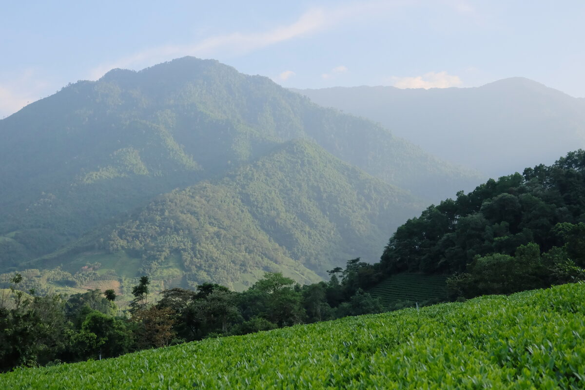 Tồn kho trà cho cửa hàng: nhập bao nhiêu và xếp kho thế nào Đồi chè và dãy núi lúc sáng sớm – quản lý tồn kho cửa hàng trà