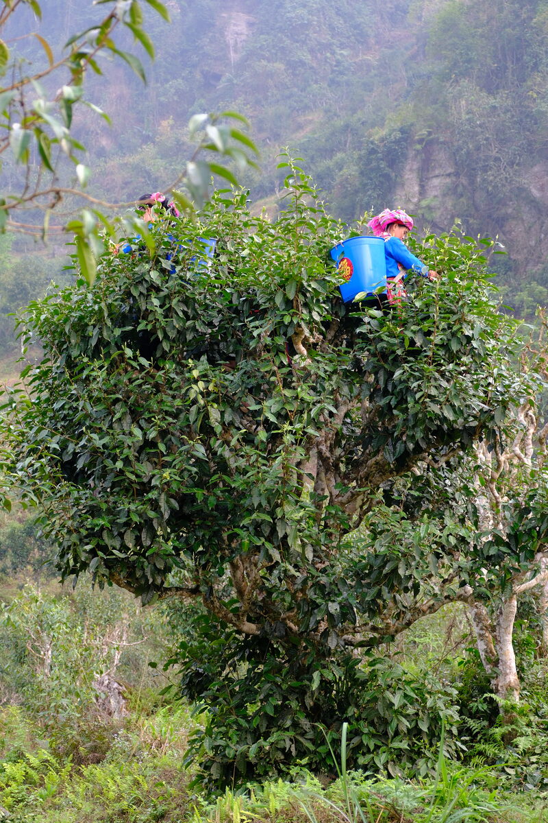 Trà Thái Nguyên tại Cà Mau cho dịch vụ nấu tiệc, nhà hàng tiệc cưới và rạp cưới: tính lượng trà theo bàn Hái chè trên ngọn cây chè cổ thụ – trà Thái Nguyên tại Cà Mau
