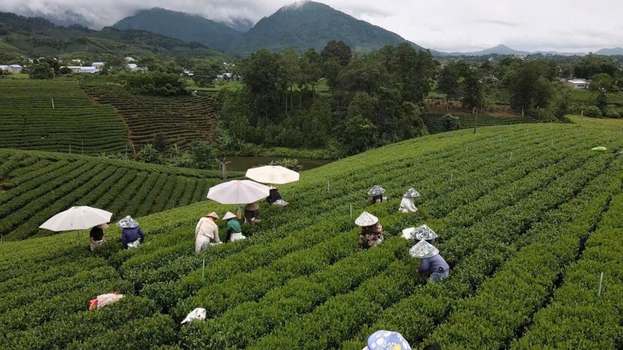 Tea Leaves — Francis H. Leggett & Co. Pickers taking one bud and two young leaves by hand in a Thai Nguyen tea garden