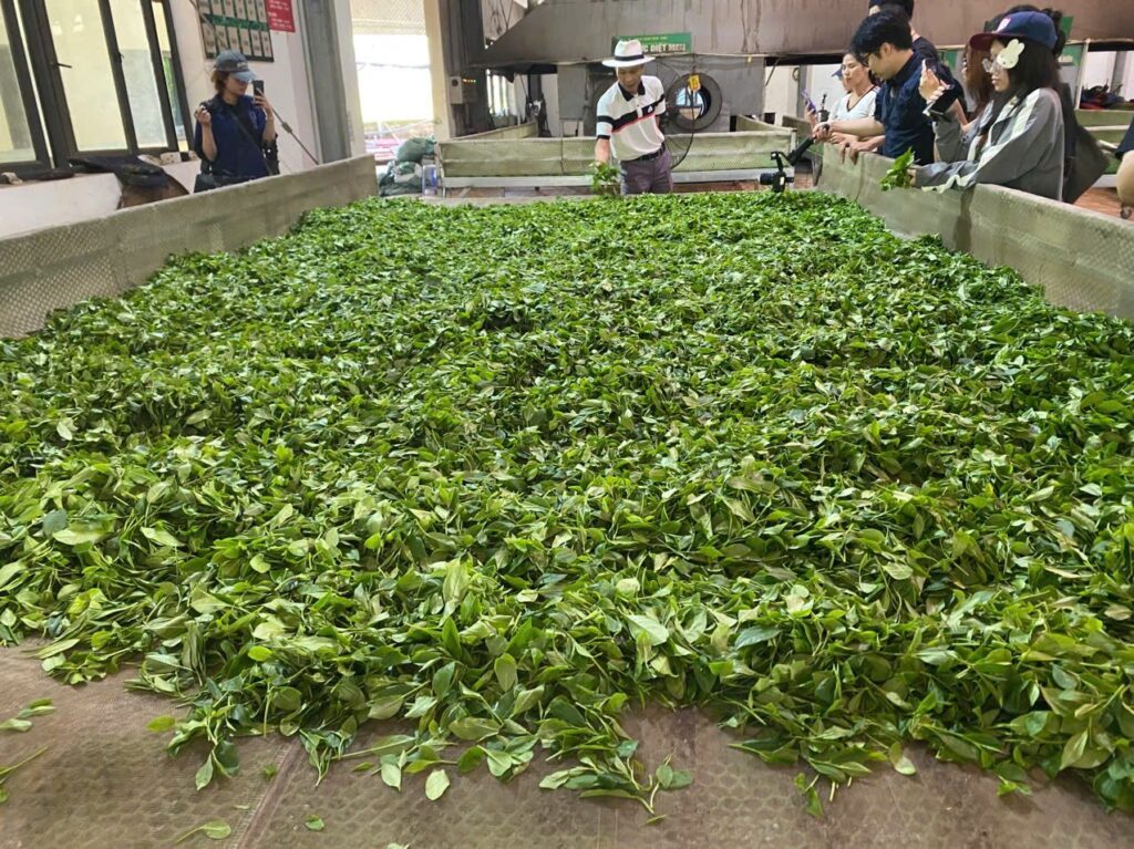 Dẫn nguồn nghiên cứu trong nội dung bán trà: làm sao cho an toàn Công đoạn chế biến chè tại xưởng