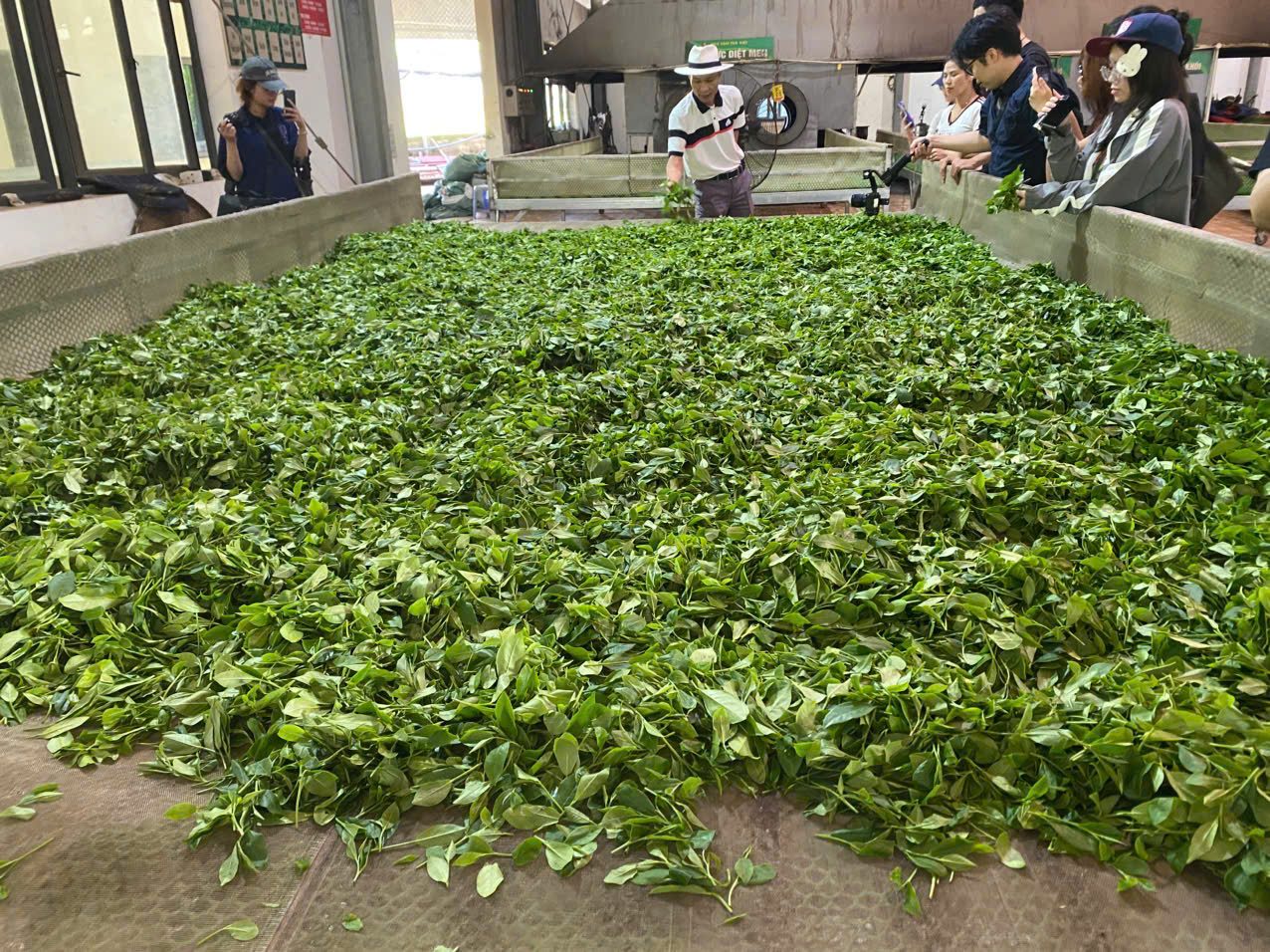 Dẫn nguồn nghiên cứu trong nội dung bán trà: làm sao cho an toàn Công đoạn chế biến chè tại xưởng