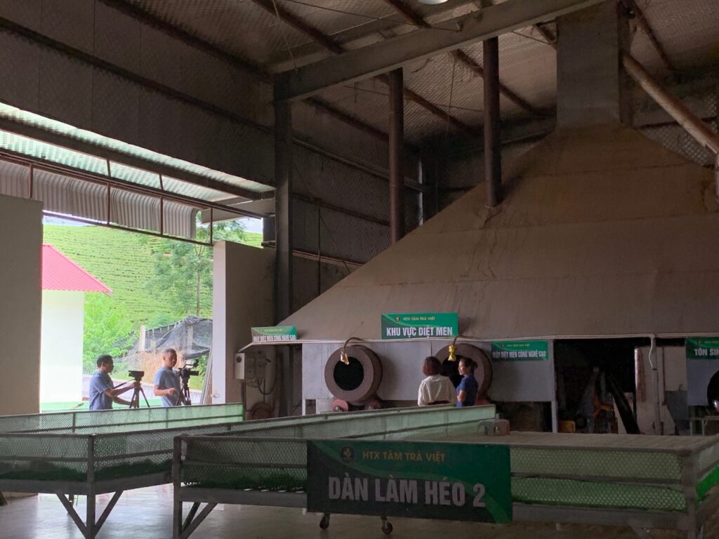 Mở quầy trà mới nên nhập mã nào? Năm dòng trà xanh và bài toán vốn Công đoạn chế biến chè tại xưởng