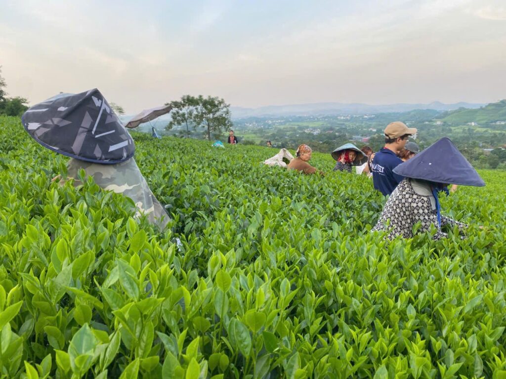 Bà con hái chè trên đồi chè của hợp tác xã Tâm Trà Việt