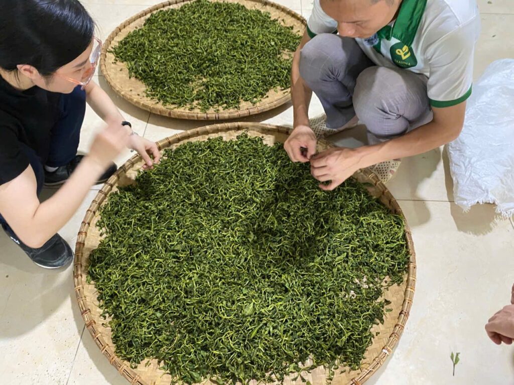 Chè búp tươi vừa hái