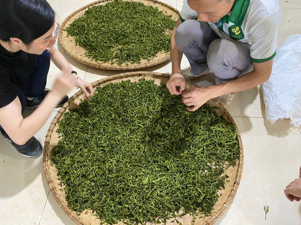 Chè búp tươi vừa hái
