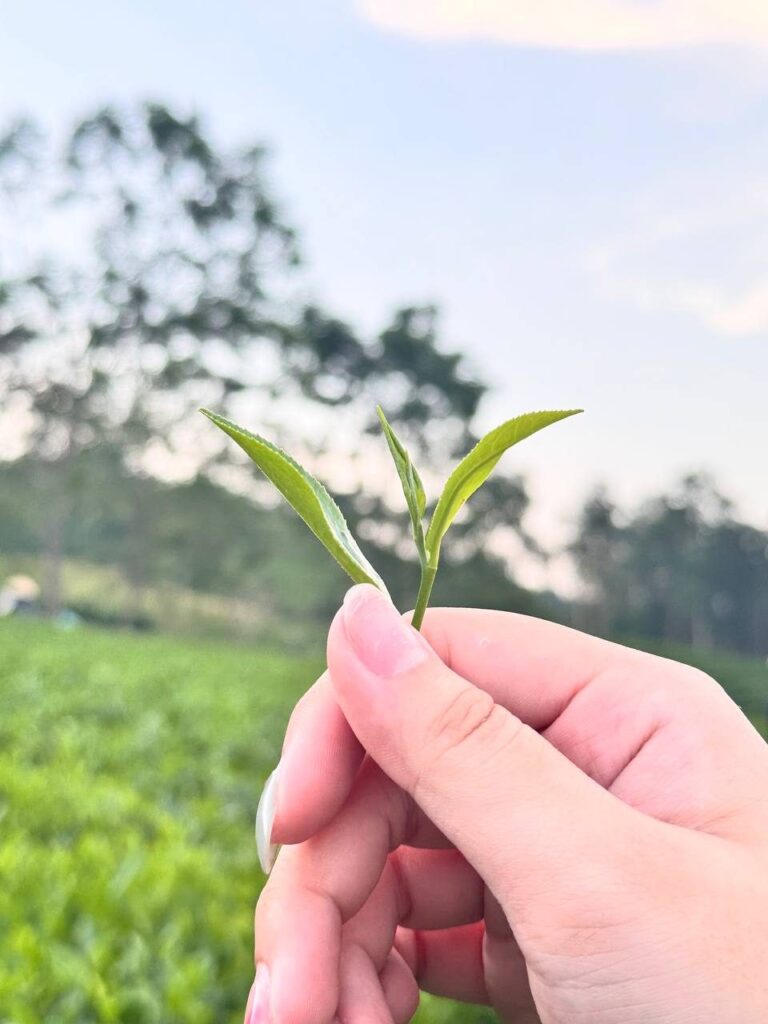 Trà đinh là gì? Đinh Ngọc, Đinh Tiến Vua, cách nhận biết khi nhập hàng và vì sao giá cao Búp chè non vừa hái trên tay