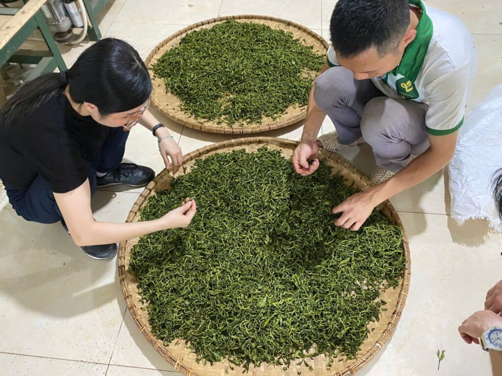 Chè búp tươi vừa hái