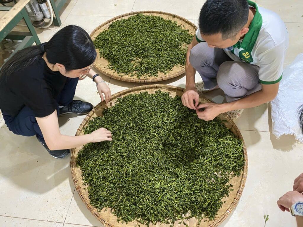 Đặt Ô Long Đông Tam Đảo theo vụ: chốt trước bao lâu thì đủ hàng Chè búp tươi vừa hái