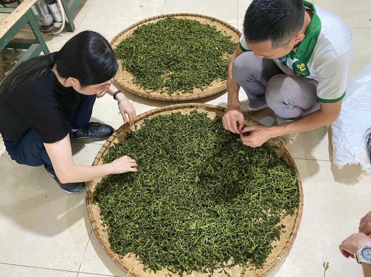 Đặt Ô Long Đông Tam Đảo theo vụ: chốt trước bao lâu thì đủ hàng Chè búp tươi vừa hái
