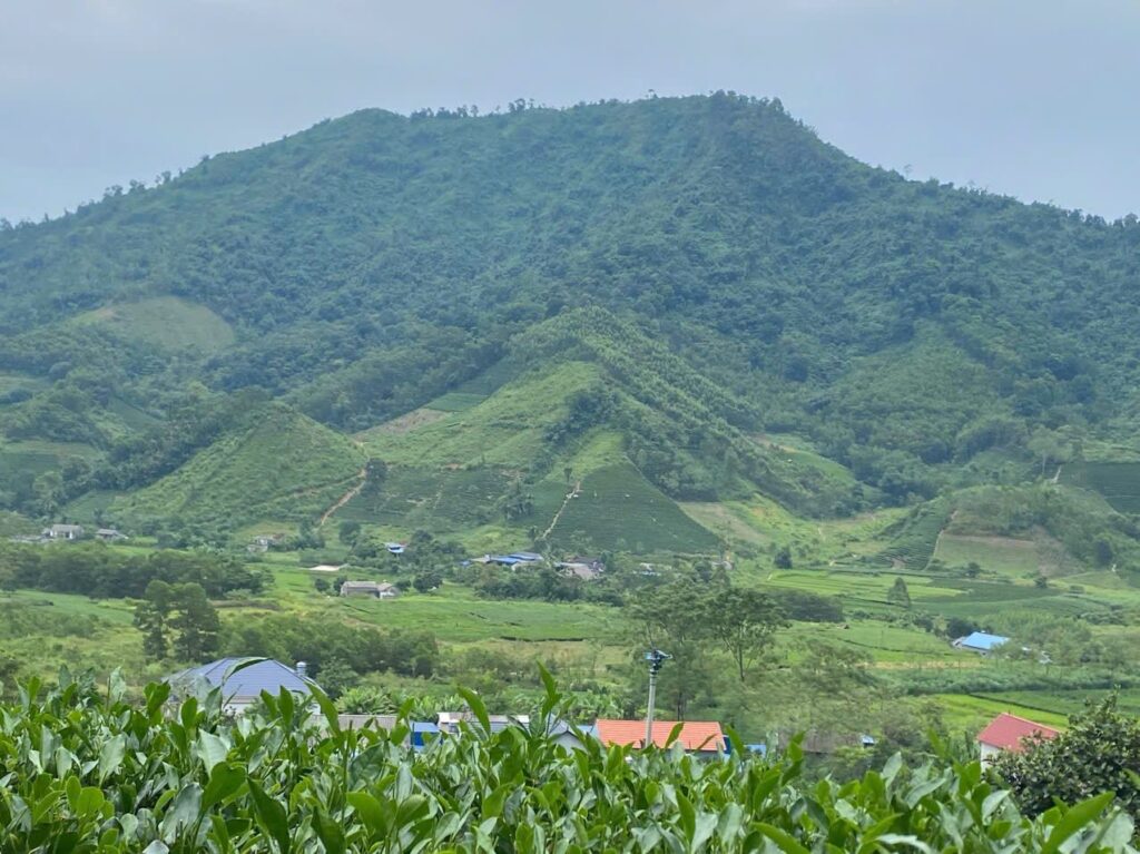 Đồi chè vùng nguyên liệu Thái Nguyên