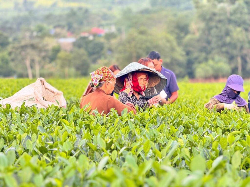 Bảng thông số kỹ thuật trà khô: đọc từng dòng trước khi nhập sỉ Người hái chè trên vườn chè