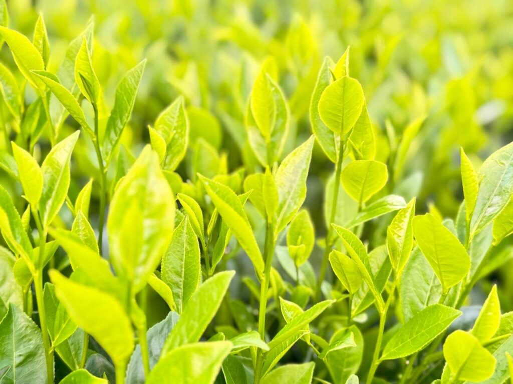 Bản mô tả sản phẩm chuẩn cho dòng trà nõn tôm khi bán lại Búp chè non trên cây