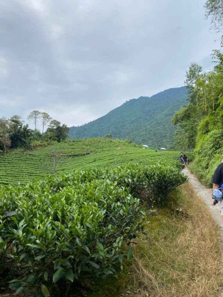 Trà cho homestay cao nguyên đá: 3 mức vốn và cách giữ trà Đồi chè vùng nguyên liệu Thái Nguyên