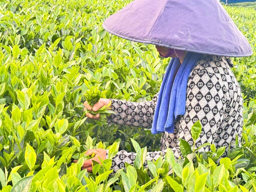 Nghệ An lấy trà Thái Nguyên sỉ: 4 nhóm khách và 3 mức vốn Người hái chè trên vườn chè