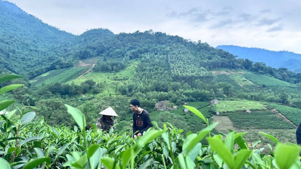Vùng chè Đại Từ – La Bằng: vị trí, nguồn nước và chất trà cho người mua sỉ Đồi chè và dãy núi phía xa, có người làm vườn