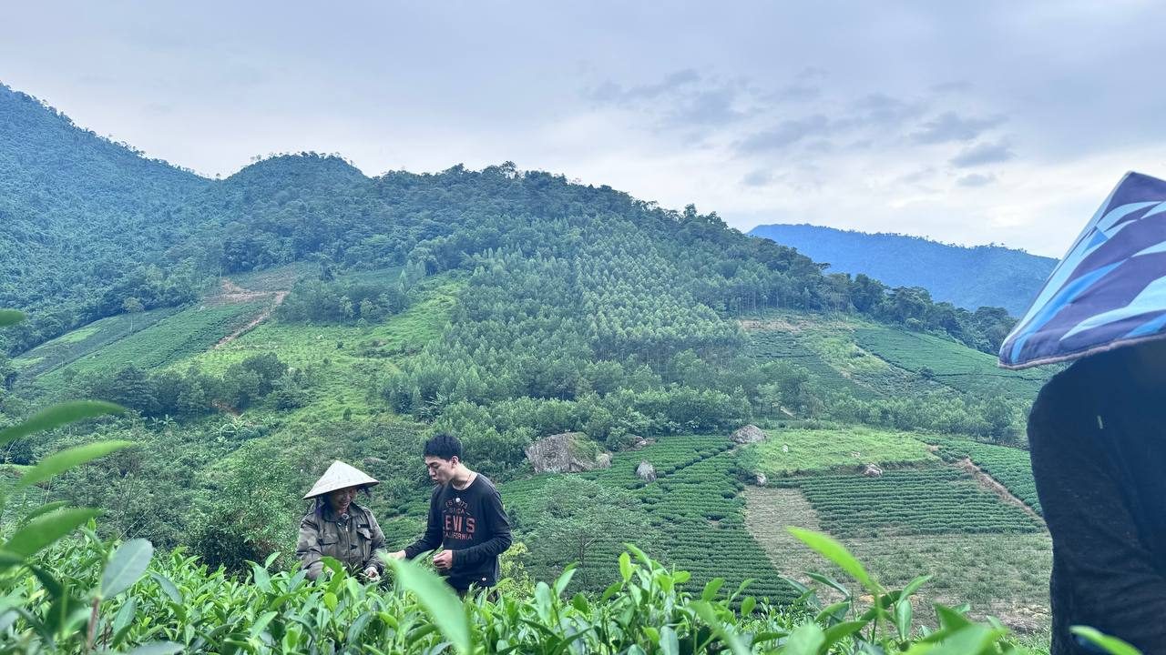 Lấy chè Thái Nguyên ở đâu để bán? Bốn kênh nguồn hàng và rủi ro từng kênh Đồi chè trung du Thái Nguyên — lấy chè Thái Nguyên ở đâu để bán