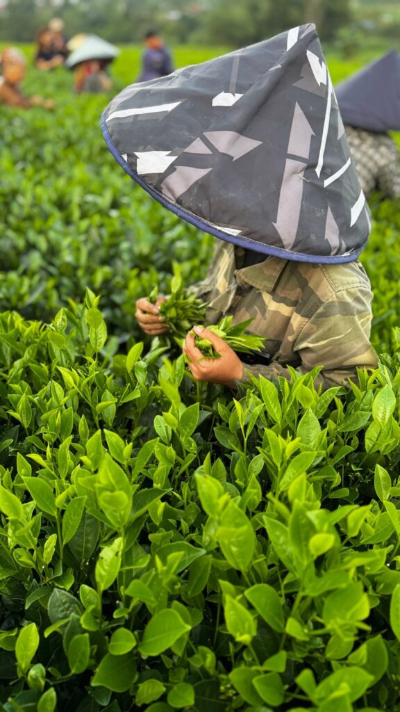 Hái chè bằng tay trên vườn của hợp tác xã