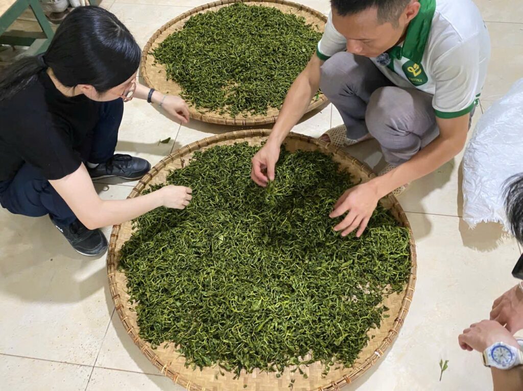 Chè búp tươi và chè khô: hai chuỗi cung ứng khác nhau thế nào Chè búp tươi vừa hái