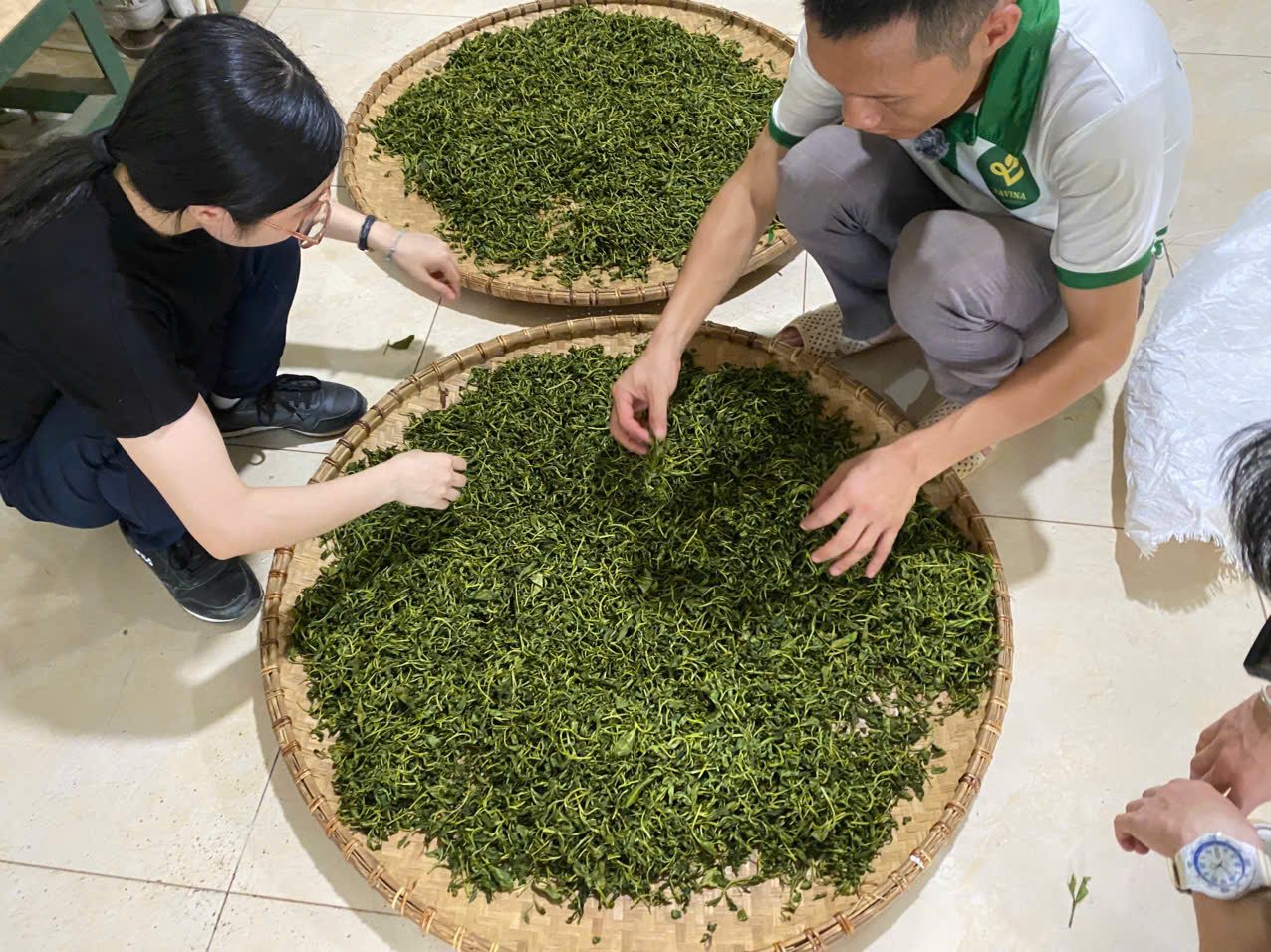 Chè búp tươi và chè khô: hai chuỗi cung ứng khác nhau thế nào Chè búp tươi vừa hái