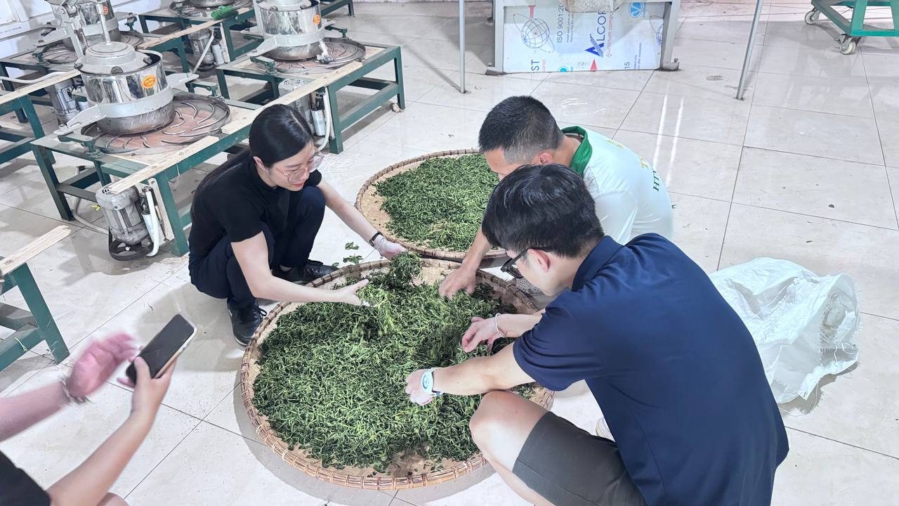 Lấy chè Thái Nguyên ở đâu để bán? Bốn kênh nguồn hàng và rủi ro từng kênh Khách cùng thợ vò chè trên nia tại xưởng của hợp tác xã