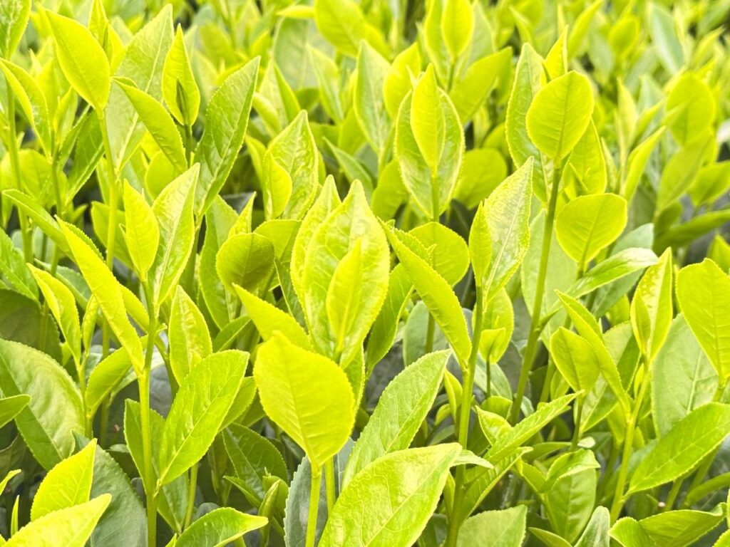 Búp chè non trên cây