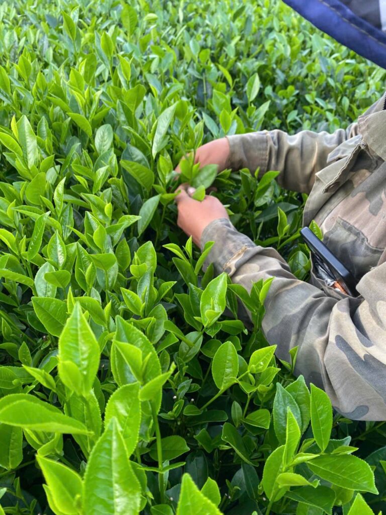 Người hái chè trên vườn chè