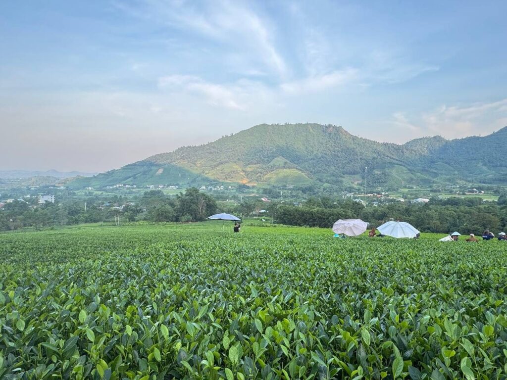 Đồi chè vùng nguyên liệu Thái Nguyên
