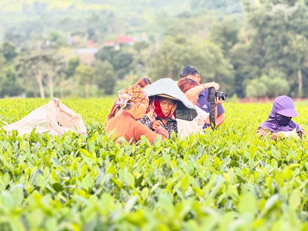 Người hái chè trên vườn chè