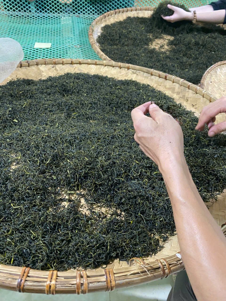 Lấy chè Thái Nguyên ở đâu để bán? Bốn kênh nguồn hàng và rủi ro từng kênh Kiểm tra cánh trà khô sau khi sao tại xưởng HTX Tâm Trà Việt