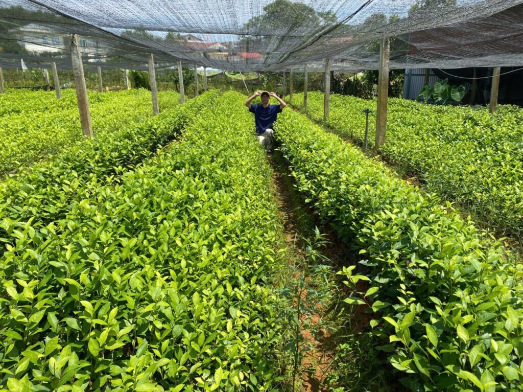 Chè búp tươi cho cơ sở chế biến: bảo quản, vận chuyển và hợp đồng theo vụ Đồi chè vùng nguyên liệu Thái Nguyên