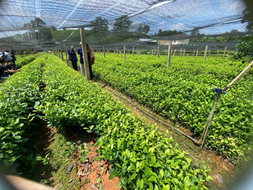 Trà hoa bưởi: mùa hoa ngắn nên phải đặt trước, không đặt khi cần Đồi chè vùng nguyên liệu Thái Nguyên