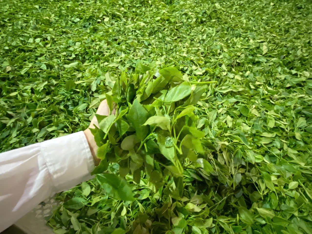 Chè búp tươi vừa hái