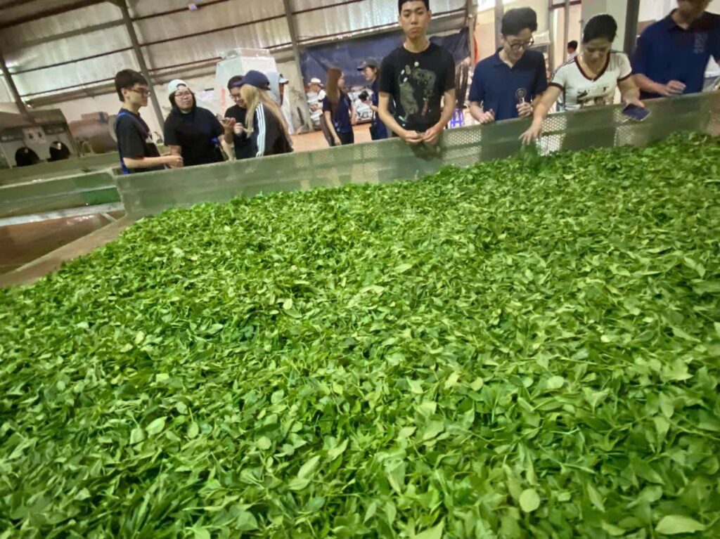 Công đoạn chế biến chè tại xưởng
