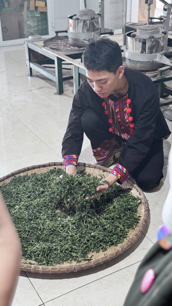 Người làm chè mặc trang phục dân tộc vò chè trên nia