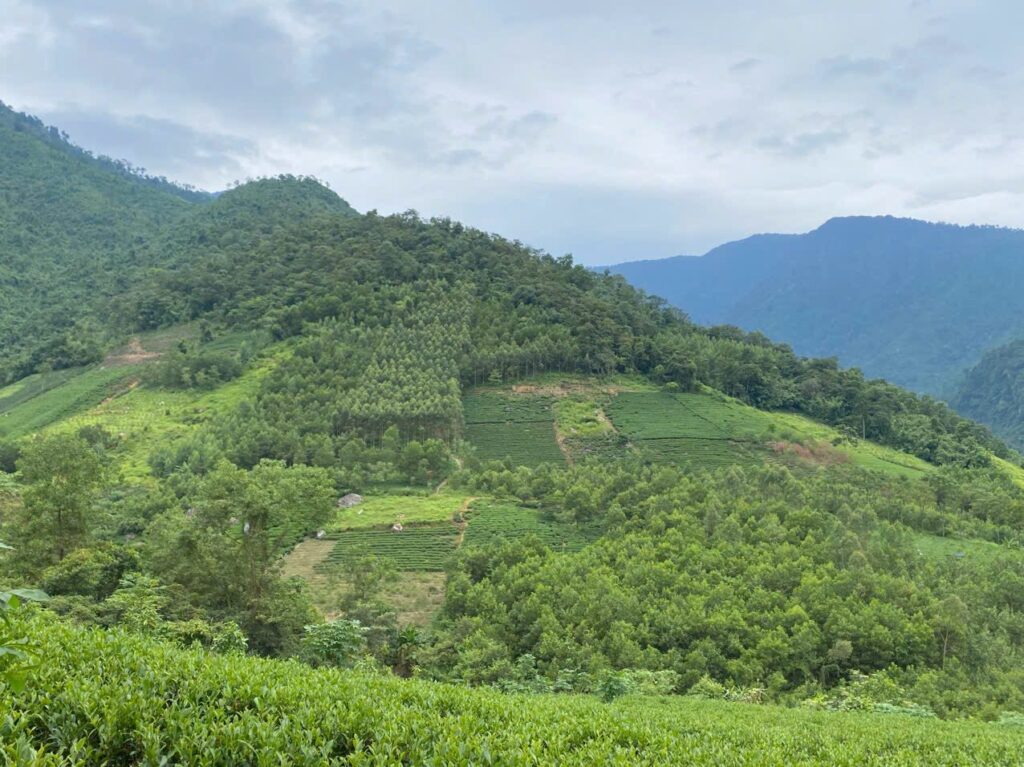 Đồi chè vùng nguyên liệu Thái Nguyên